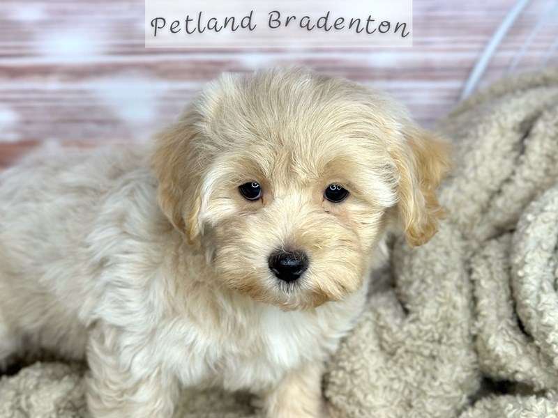 Maltipoo Puppies For Sale Petland Bradenton, Florida