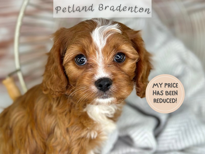 Puppies for Sale Near You – Petland Bradenton Pet Store Florida