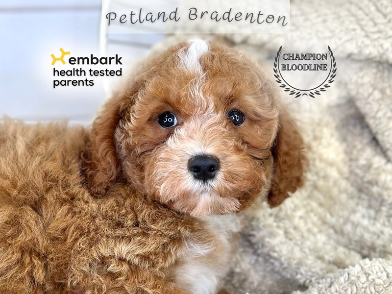 Puppies for Sale Near You – Petland Bradenton Pet Store Florida