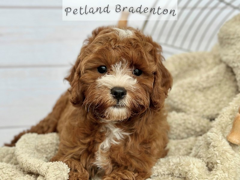 Puppies for Sale Near You – Petland Bradenton Pet Store Florida