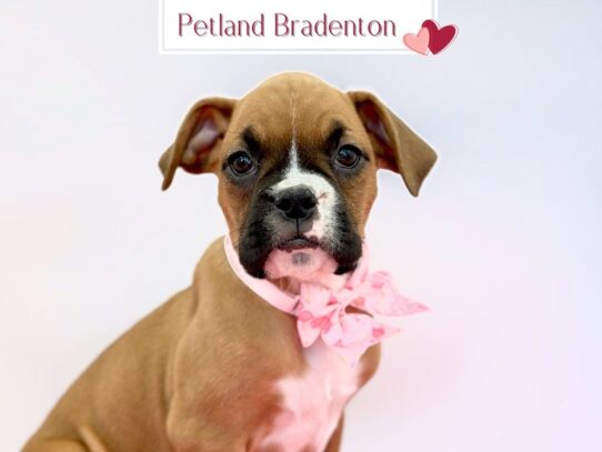 [#19716] Jalen - Flashy Fawn Female Boxer Puppies for Sale