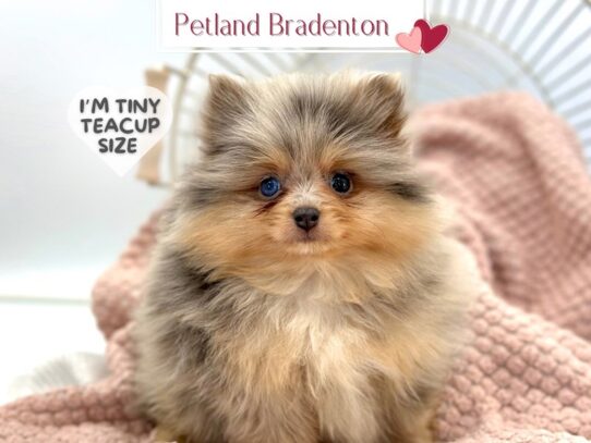 [#19743] Pandora - Blue Merle Female Pomeranian Puppies for Sale