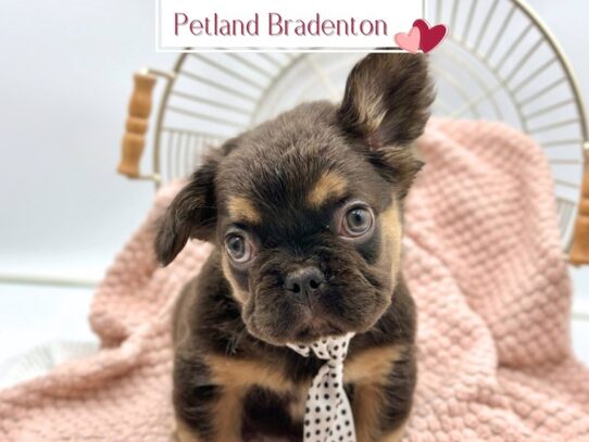 [#19758] Bear - Cocoa & Tan Male Fluffy French Bulldog Puppies for Sale