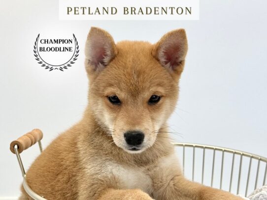 [#19754] Sushi - Red Sesame Male Shiba Inu Puppies for Sale