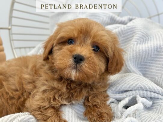 [#19762] Miller - Red Male Mini Goldendoodle Puppies for Sale