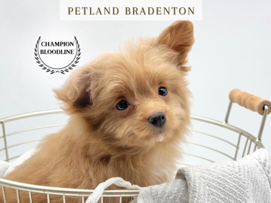 [#19776] Peaches - Tan Female Pomapoo Puppies for Sale