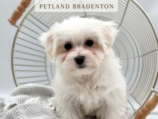 [#19768] Casper - White Male Maltese Puppies for Sale