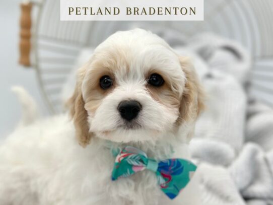 [#19798] Bailey - White & Tan Male Cavachon Puppies for Sale