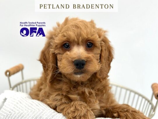 [#19808] Leo - Golden Male Mini Goldendoodle 2nd Gen Puppies for Sale