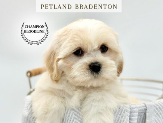 [#19807] Charlie - White & Cream Male Lhasa Apso Puppies for Sale