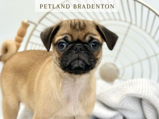 [#19804] Snax - Fawn Male Pug Puppies for Sale