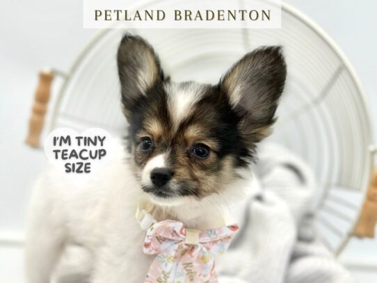 [#19800] Bambi - Sable Tri Female Papillon Puppies for Sale