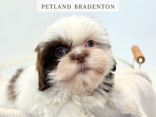 [#19841] Binx - Chocolate & White Male Shih Tzu Puppies for Sale