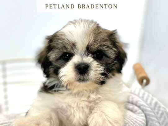 [#20142] Drax - Dark Sable & White Male Shih Tzu Puppies for Sale