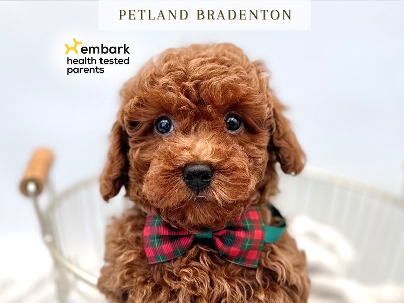 Poodle Mini – 20218