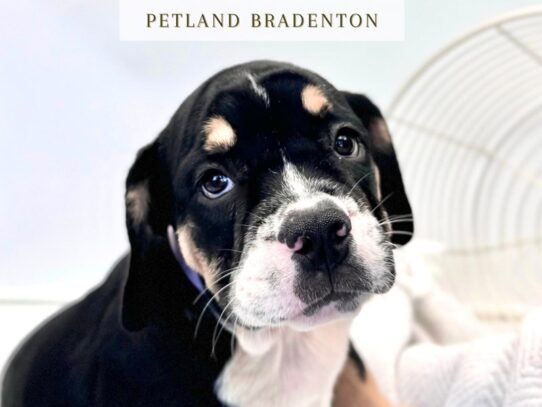 [#20231] Gigi - Tri Color Female Beabull F1b Puppies for Sale
