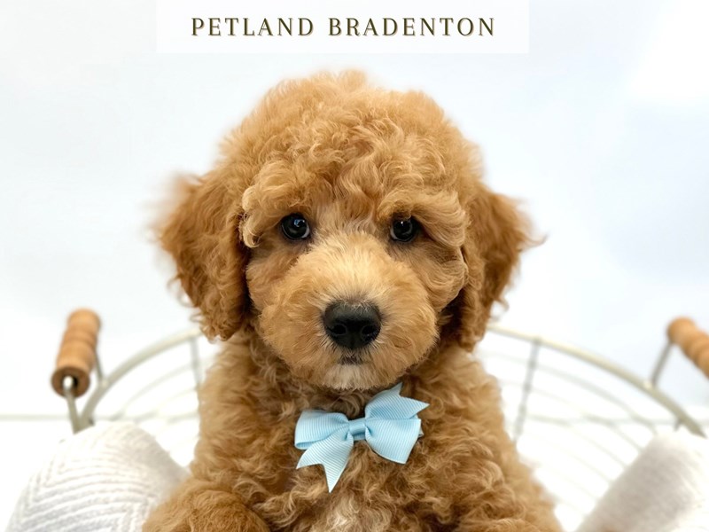 Labradoodle Mini 2nd Gen – 20248