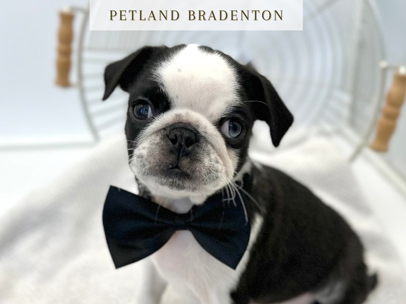 Pug – 20253