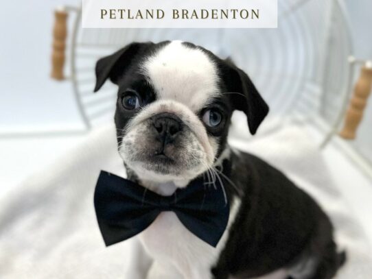 [#20253] Poe - Koi Panda Male Pug Puppies for Sale