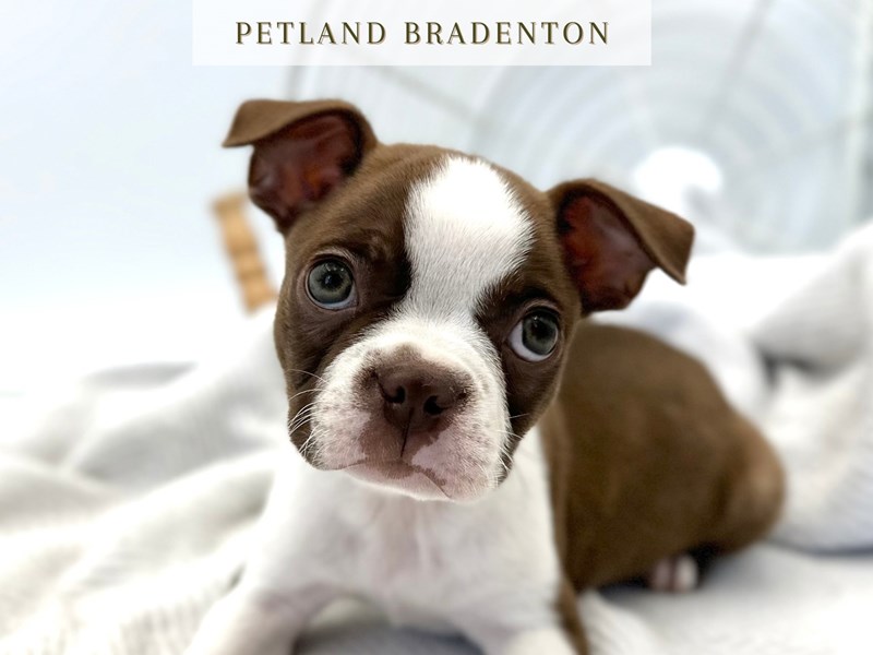Boston Terrier – 20251