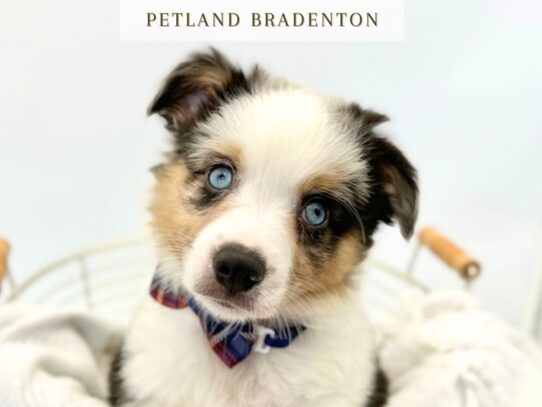 [#20249] Barkley - Tri Merle Male American Shepherd (Miniature) Puppies for Sale