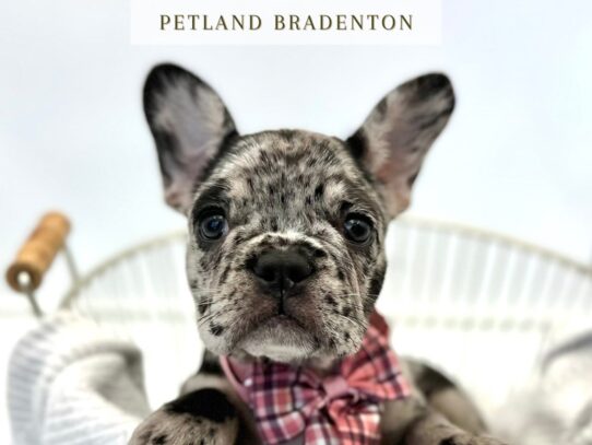 [#20285] Layla - Merle Female French Bulldog Puppies for Sale