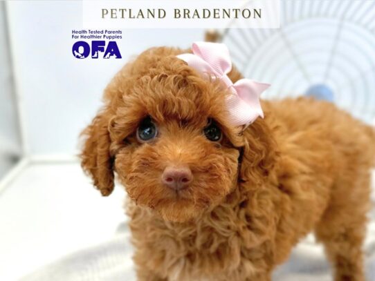 [#20283] Precious - Red Female Poodle Mini Puppies for Sale