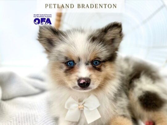 [#20280] Benji - Blue Merle Male Pomsky 2nd Gen Puppies for Sale
