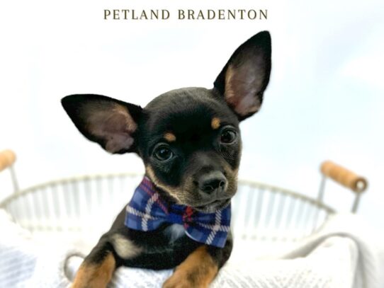 [#20273] Rocco - Black & Tan Male Chihuahua Puppies for Sale
