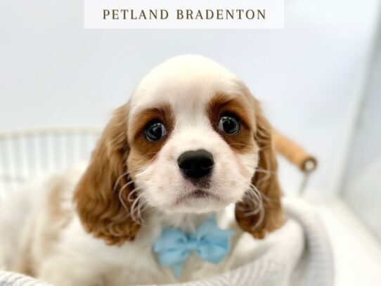 [#20269] Bentley - Blenheim Male Cavalier King Charles Spaniel Puppies for Sale