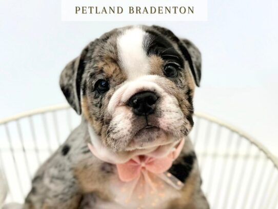 [#20272] Mabel - Tri Merle Female English Bulldog Puppies for Sale