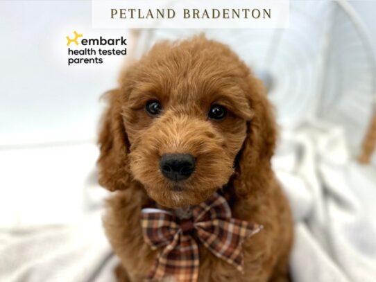 [#20263] Cash - Red Male Goldendoodle F2 Puppies for Sale