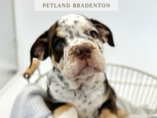 [#20301] Spot - Chocolate & White Merle Parti Male Bullmatian Puppies for Sale