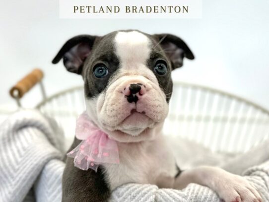 [#20300] Lexi - Blue Female Frenchton Puppies for Sale