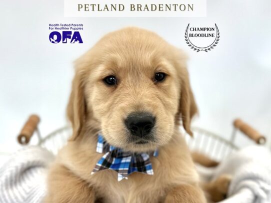 [#20299] Hank - Golden Male Golden Retriever Puppies for Sale