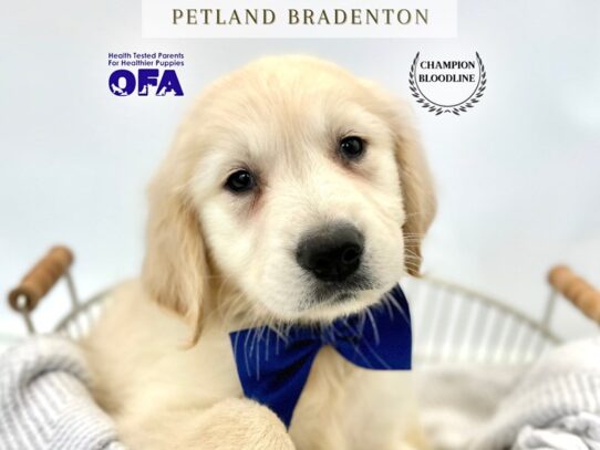 [#20298] Buddy - Golden Male Golden Retriever Puppies for Sale