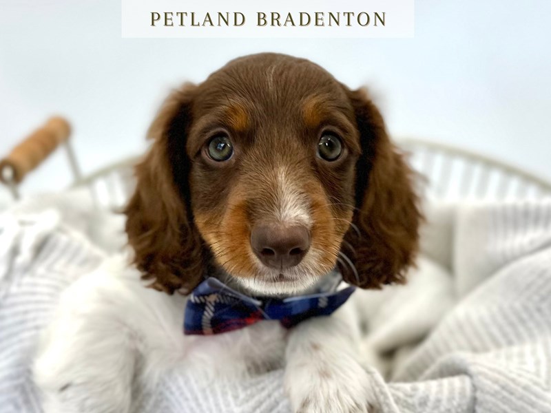 Dachshund (Mini) – 20294