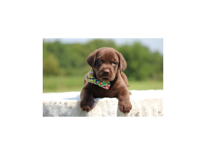 Labrador Retriever – 20306
