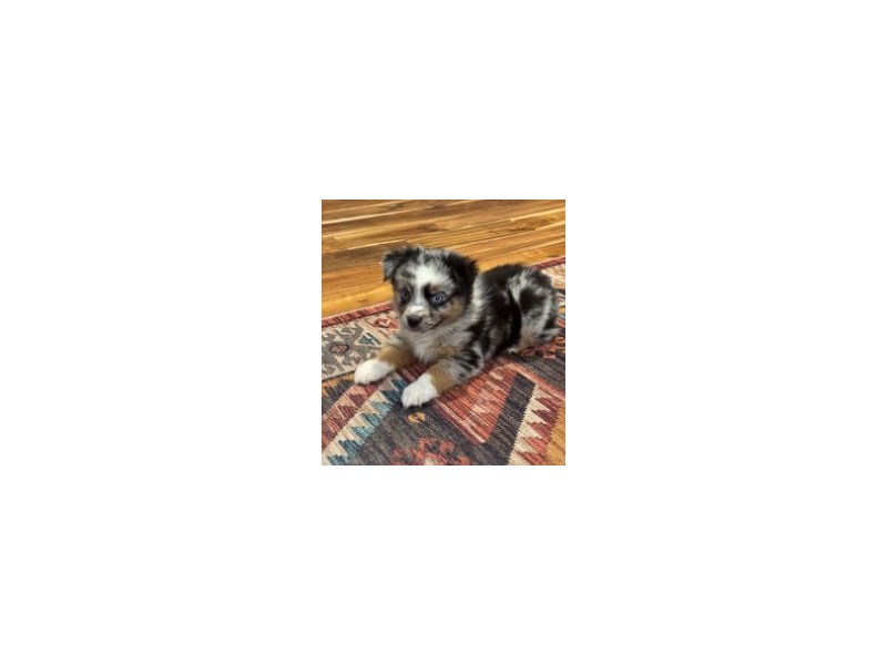 Australian Shepherd (Mini) – 20307