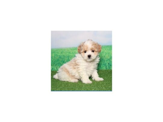 [#20309] Darla - Apricot & White Female Maltipoo Puppies for Sale
