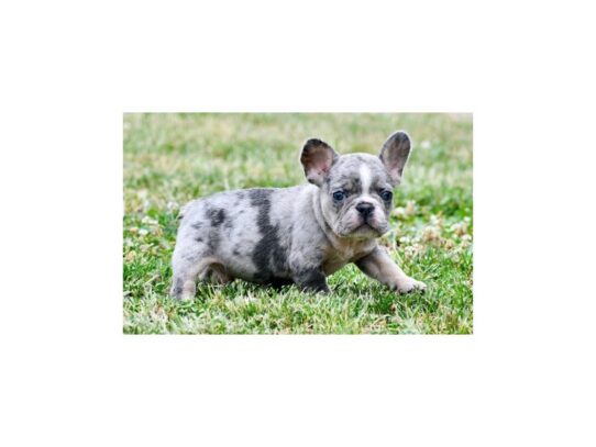 [#20310] Rocky - Blue & Tan Merle Male French Bulldog Puppies for Sale