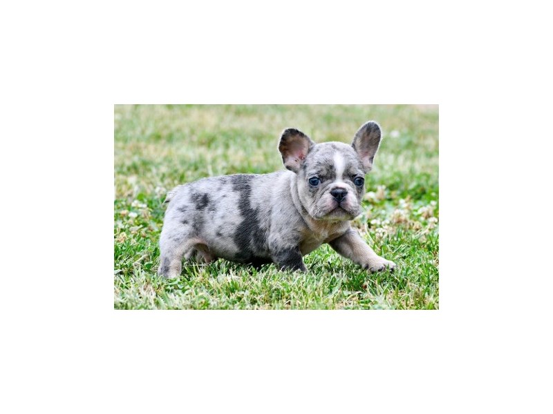 French Bulldog – 20310