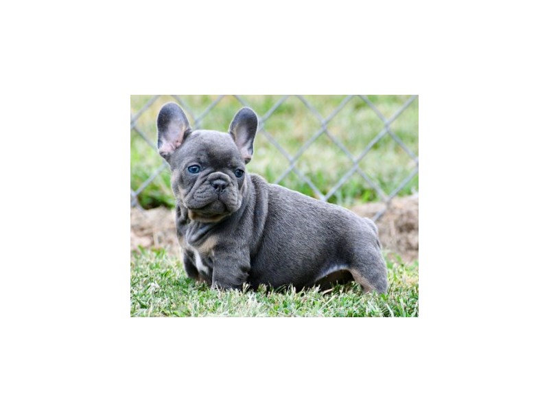 French Bulldog – 20311