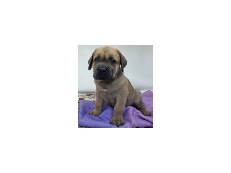 Cane Corso – 20316