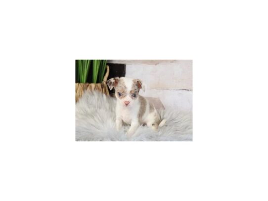 [#20317] Tito - Chocolate Merle Parti Male Chihuahua Puppies for Sale