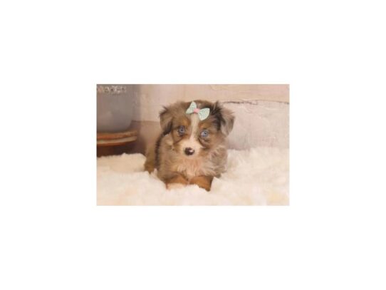 [#20318] Savannah - Blue Tri Merle Female Aussiepoo Puppies for Sale