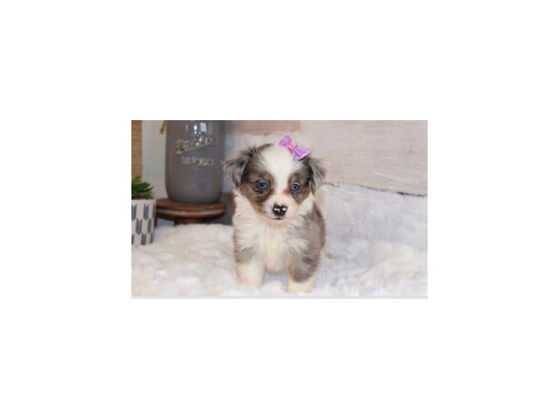 Aussiepoo – 20319