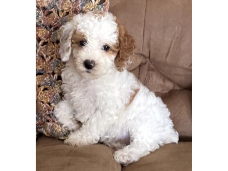 Poodle Toy – 20320