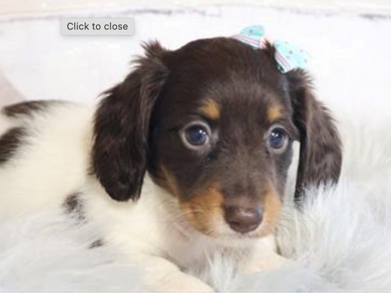 Dachshund (Mini) – 20328