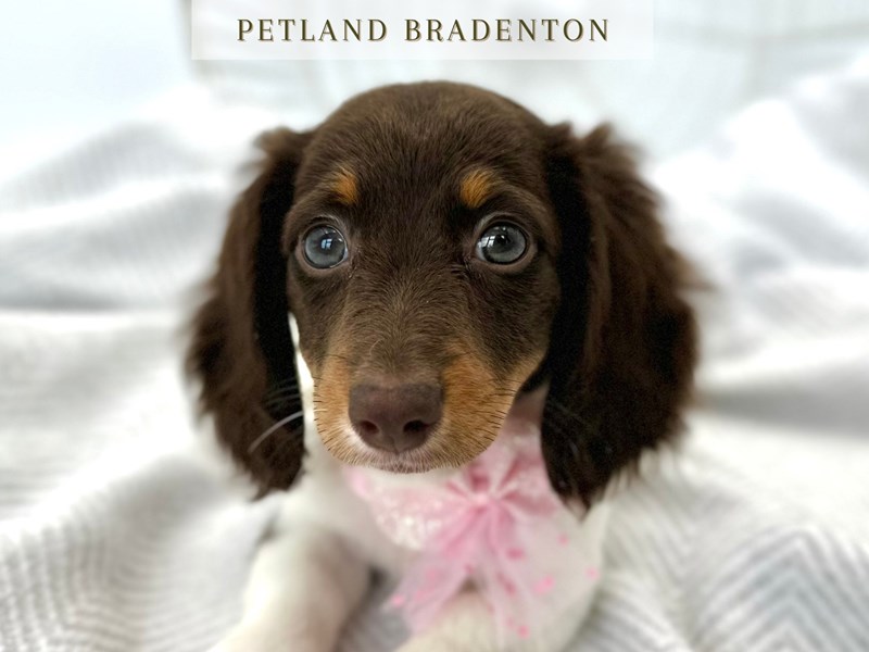Dachshund (Mini) – 20328